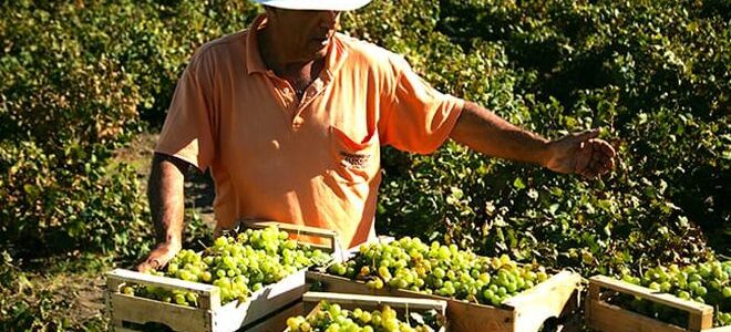 Pantelleria: gli alberi del vino che dialogano con il vento